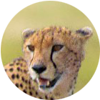 Mbugu Adventure Profile