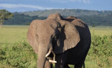 Trip Types | Mbugu Adventure &Safaris