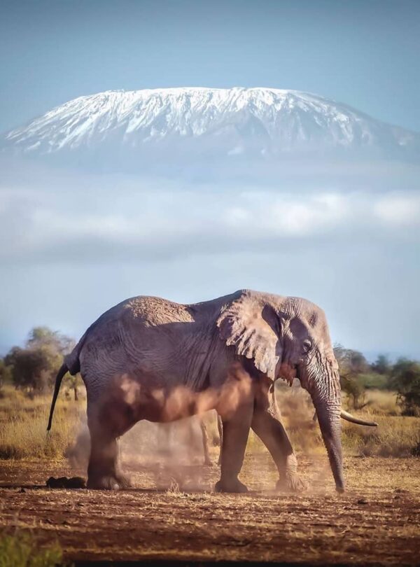 KILIMANJARO