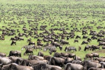 NDUTU NGORO 3 1