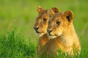 Contact Us | Mbugu Adventure &Safaris