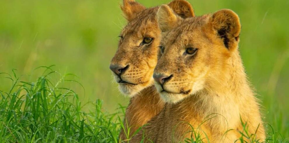 Contact Us | Mbugu Adventure &Safaris