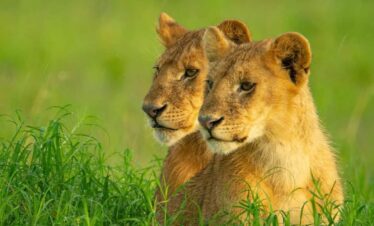 Contact Us | Mbugu Adventure &Safaris