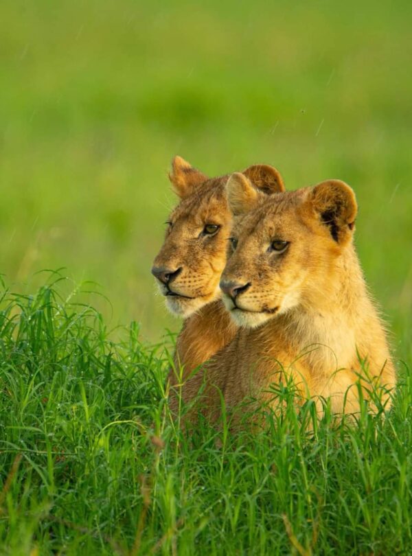 Contact Us | Mbugu Adventure &Safaris