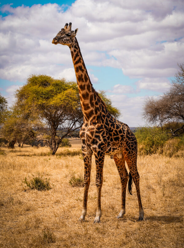 Arusha Park