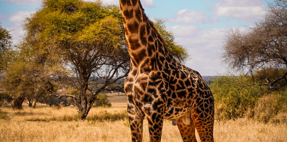 Arusha Park
