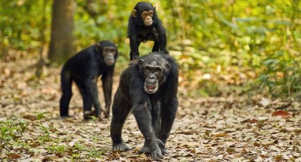 gombe national park