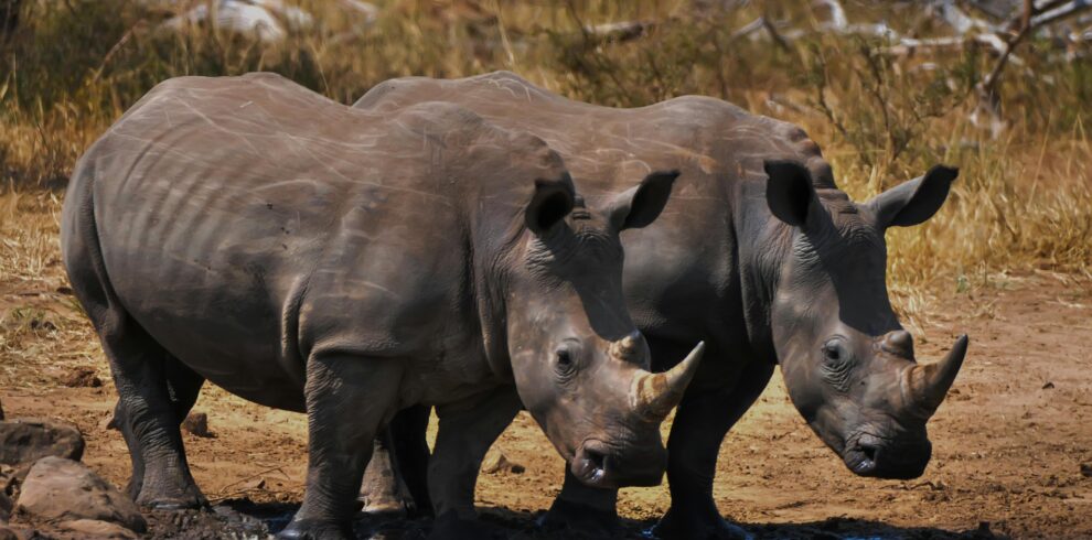 mkomazi