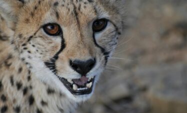 Tanzania Tour Operator | Mbugu Adventure &Safaris