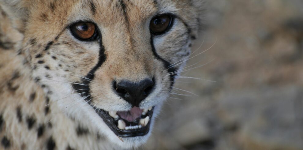 Tanzania Tour Operator | Mbugu Adventure &Safaris