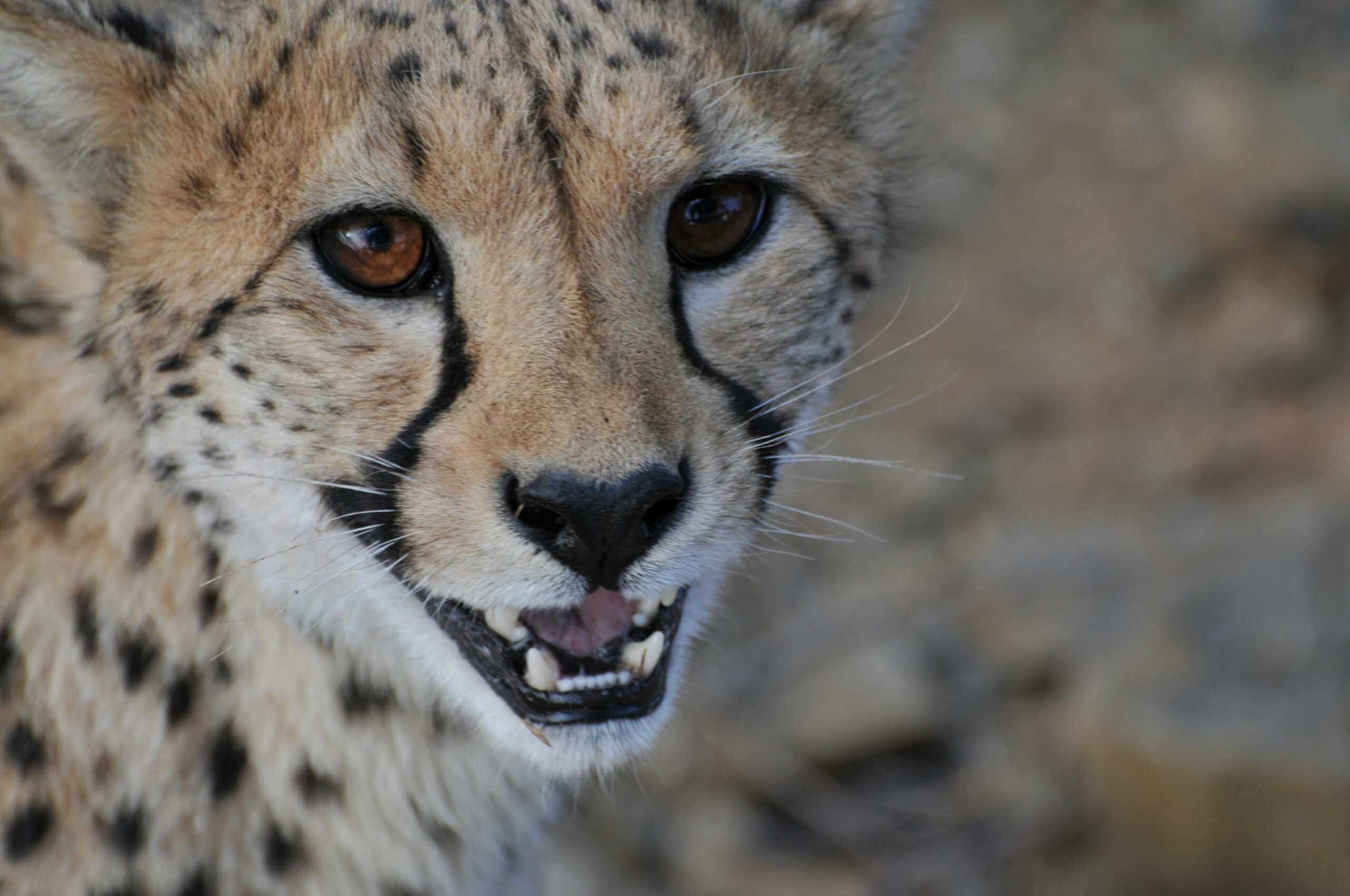 Tanzania Tour Operator | Mbugu Adventure &Safaris