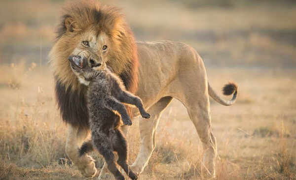Contact Us | Mbugu Adventure &Safaris