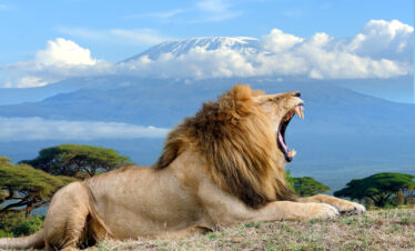 Contact Us | Mbugu Adventure &Safaris