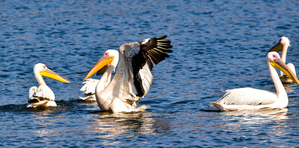 LAKE NAIVASHA (6)