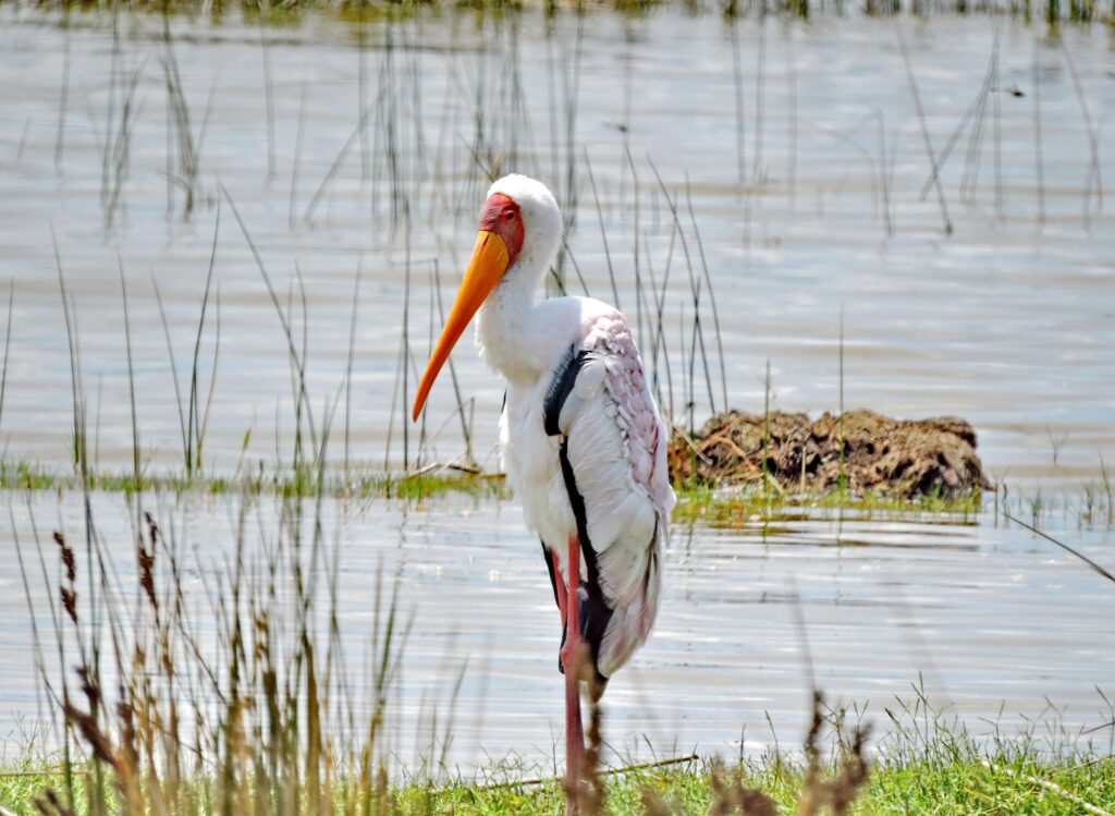 Kenya Safari