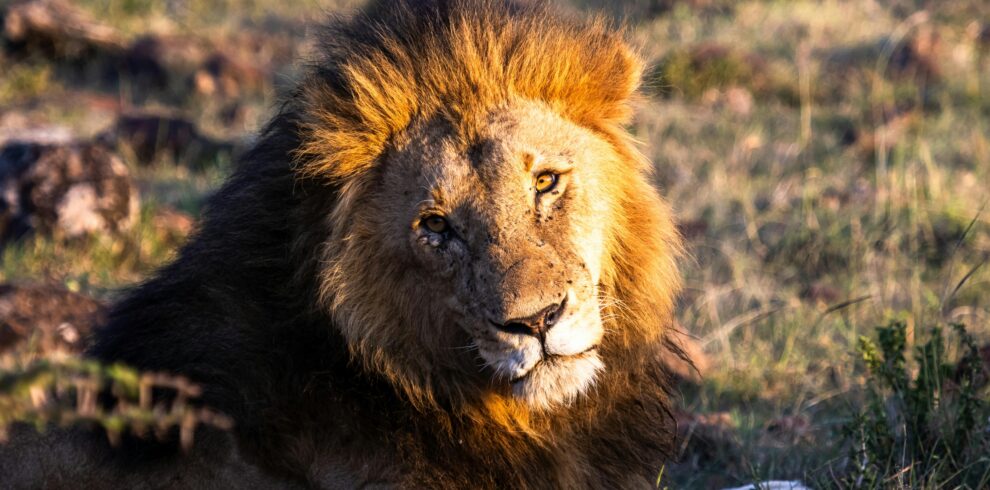 MASAI MARA (17)