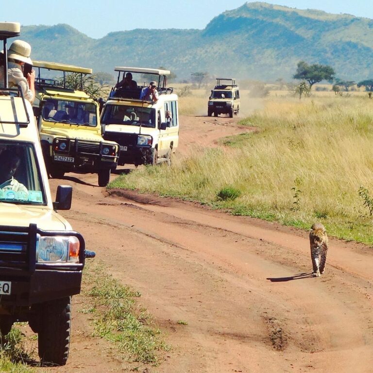 NGORO G.DRIVE