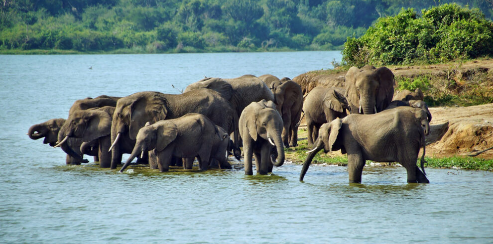 Queen-Elizabeth-National-Park-elephants