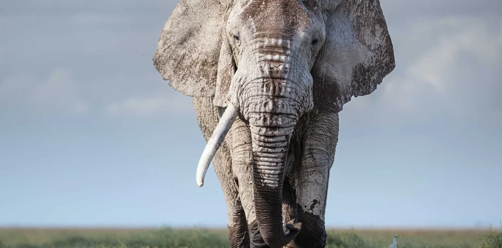 amboseli-elephants-00003