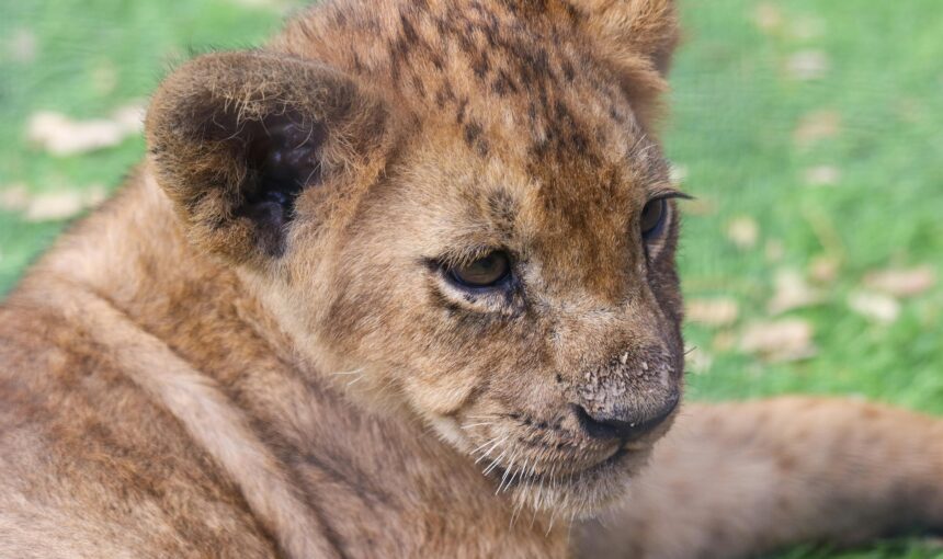 Ngorongoro Crater Safari Guide: Tanzania’s Natural Wonder 🌍🦁