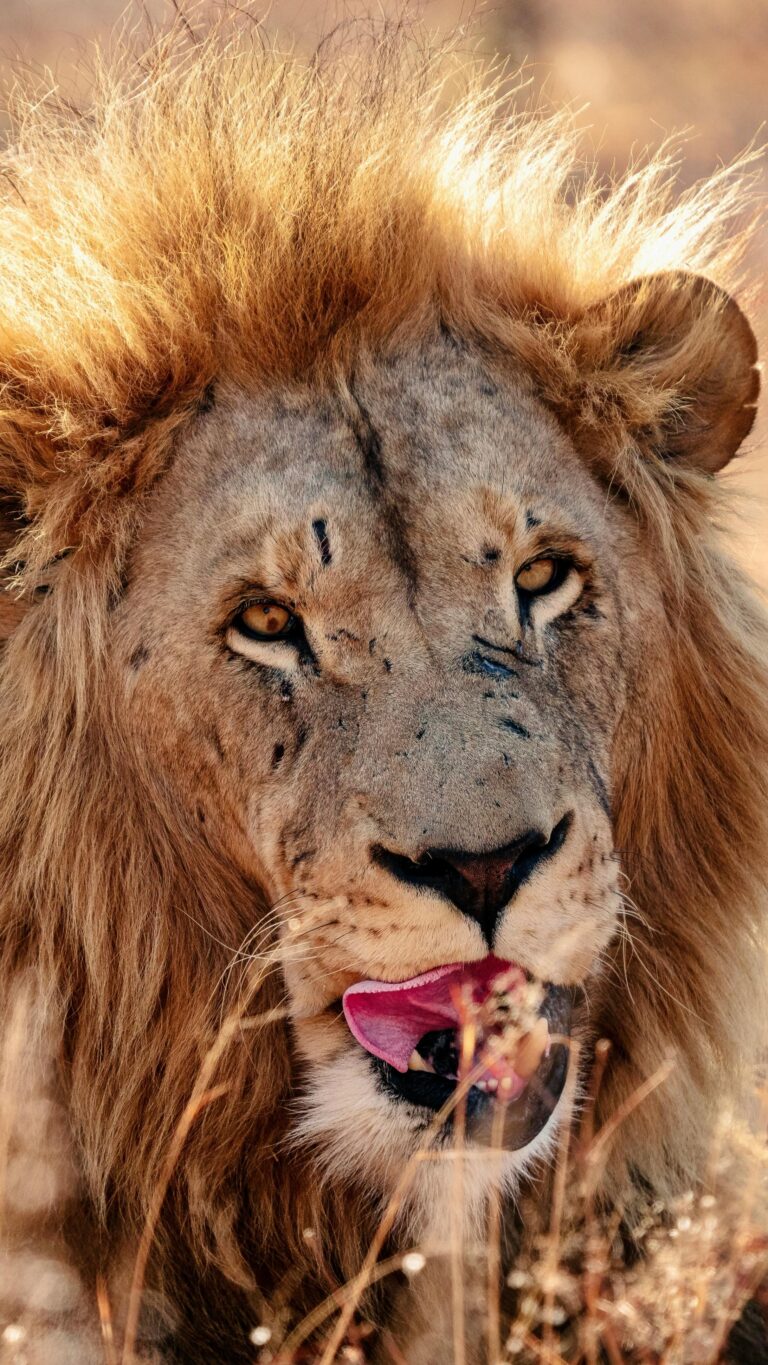 lion serengeti