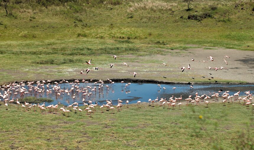 7 Things Nobody Tells You About Safari in Tanzania