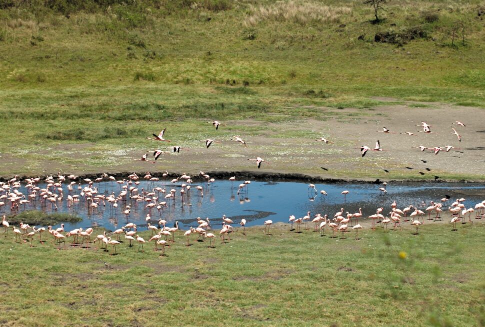 Scenic view of the tranquil Momela Lakes reflecting the surrounding landscape in Tanzania